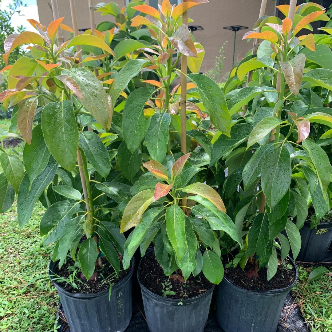 2 Years Old Avocado Tree Grafted, 1-2 Feet Tall in 3 Gallon Pot,Ready to Plant and Bear Fruit (Smooth)