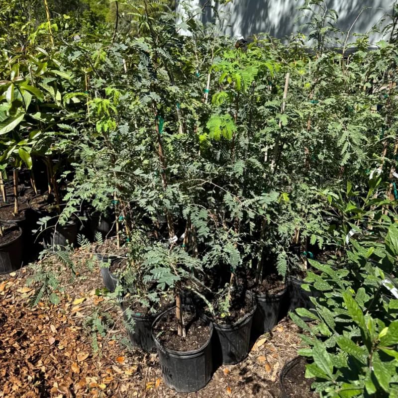 Tamarind Tree, 4-5 Ft Tall, 3 Gallon Pot, Sweet Tamarind Fruit Plant Live, No Ship to CA