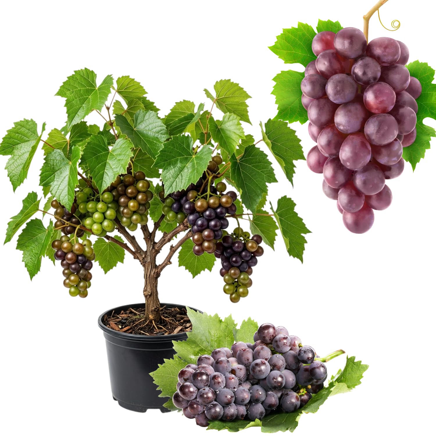Muscadine Grape Vines Live Plant, Sweet Grape Vines Fruit, Cold Hardy, 20-24'' Tall in Gallon Pot, Seedless Grapes Live Plant for Garden, No Ship to CA