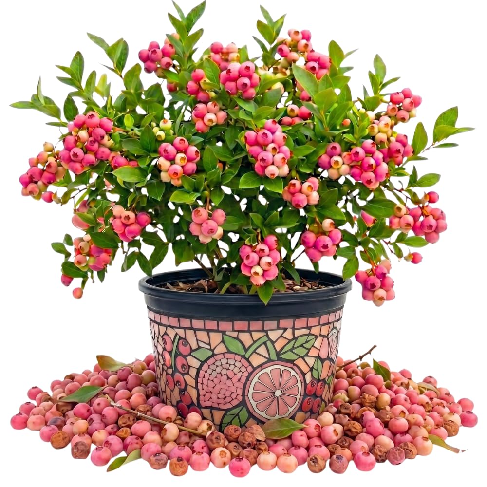 Blueberry Plant in 1 Gallon Pot, 1-2 Ft Tall, Pink Lemonade Blueberry Tree for Planting, Well Rooted and Cold Hardy Blueberry Tree, No Ship to CA