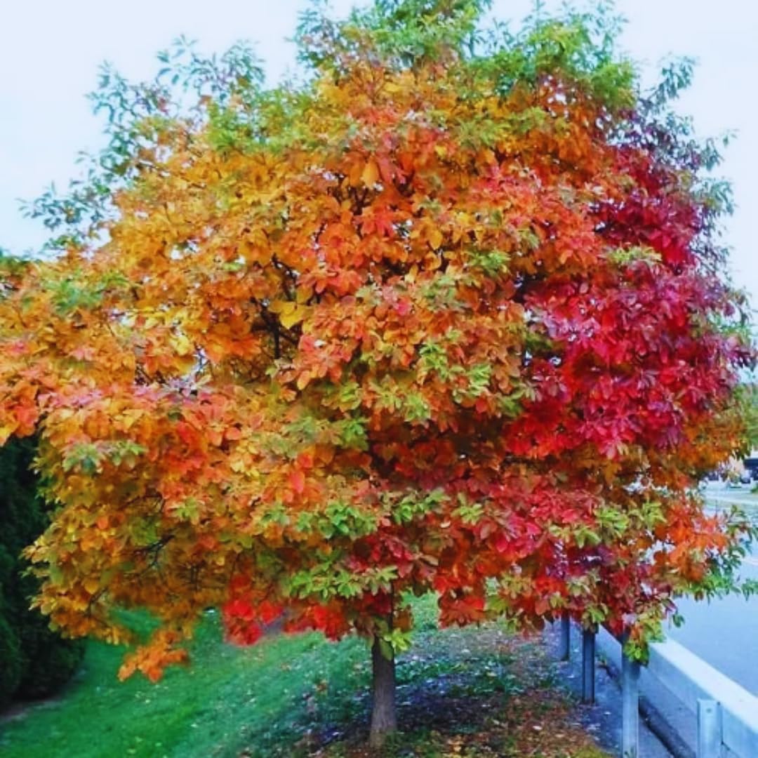 1 Year Old Sassafras Tree Live Plant 1-2 Feet, No Pot, Well-Rooted and Winter Hardy, Common Sassafras Seedlings