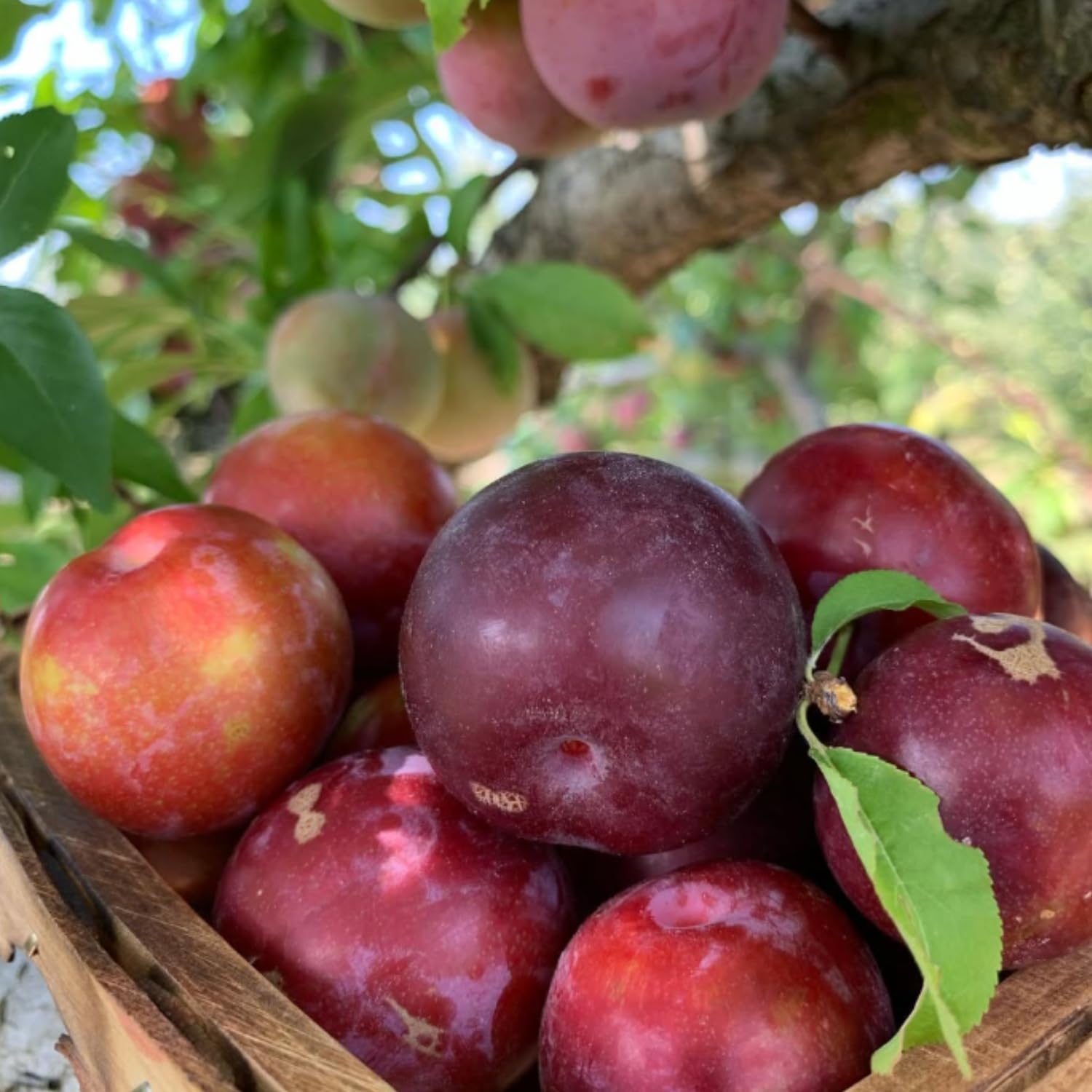 Methley Plum Tree Live Plant, 2-3 Feet Tall in 3 Gallon Pot, Plum Plant Large Fruit, Cold Hardy, Well-Rooted Fruits Tree, Outdoor Growing, No Ship to CA