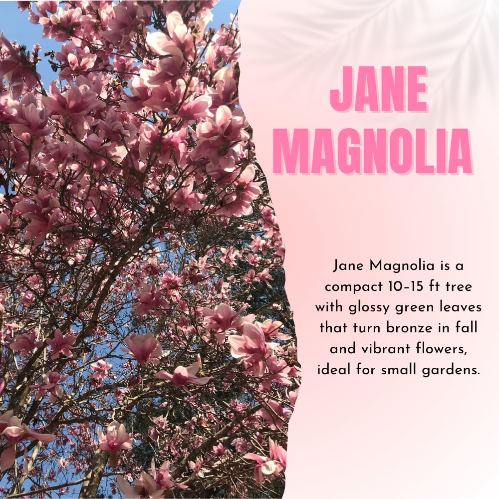 Jane Magnolia Plant Live, Magnolia Trees Live Plants, Pink Flower, 2-3 Feet Tall in 3 Gallon Pot for Growing, No Ship to CA
