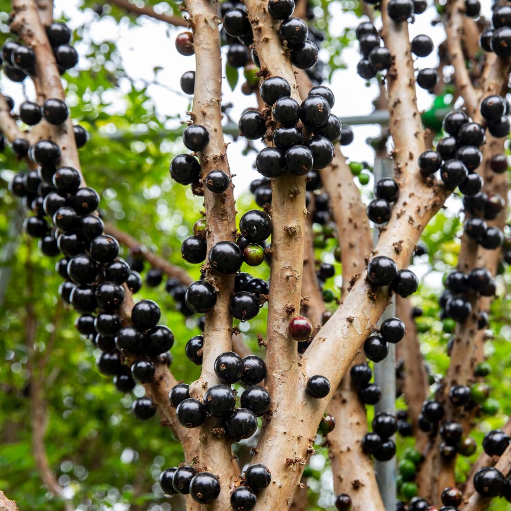 Jaboticaba Plant Live, Black Jaboticaba Tree, Jabuticaba Plant Well Rooted 1 Feet Tall