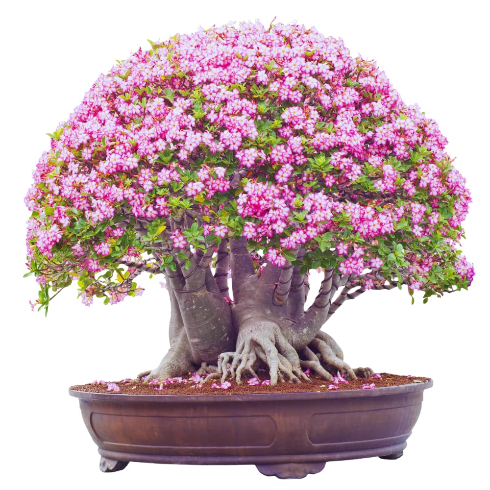 Pink Desert Rose Plant Live, Adenium Desert Rose Plant Live, 4 to 7 Inches Tall, Flowering Succulent Plant