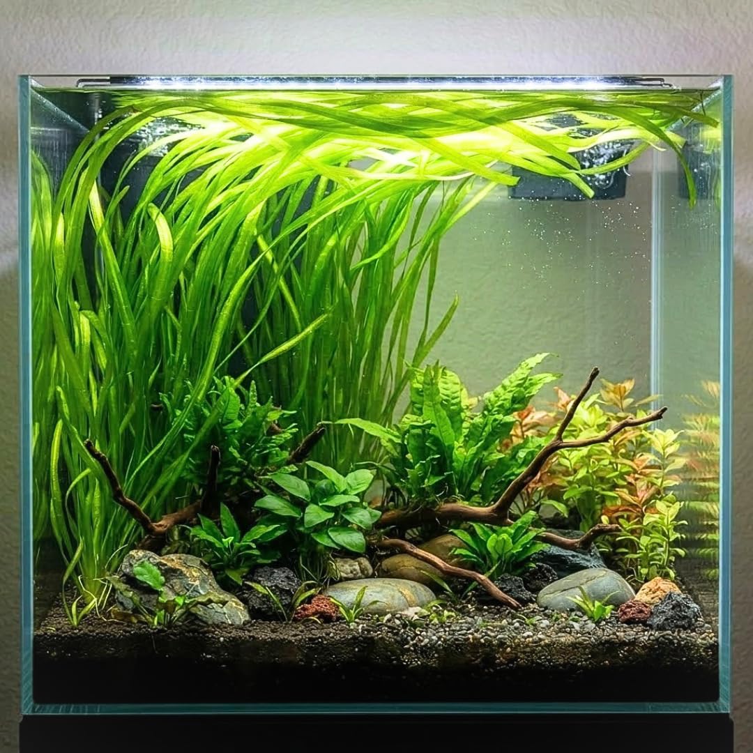 3 Jungle Val Live Plants, Green Aquarium Plants for Aquascaping