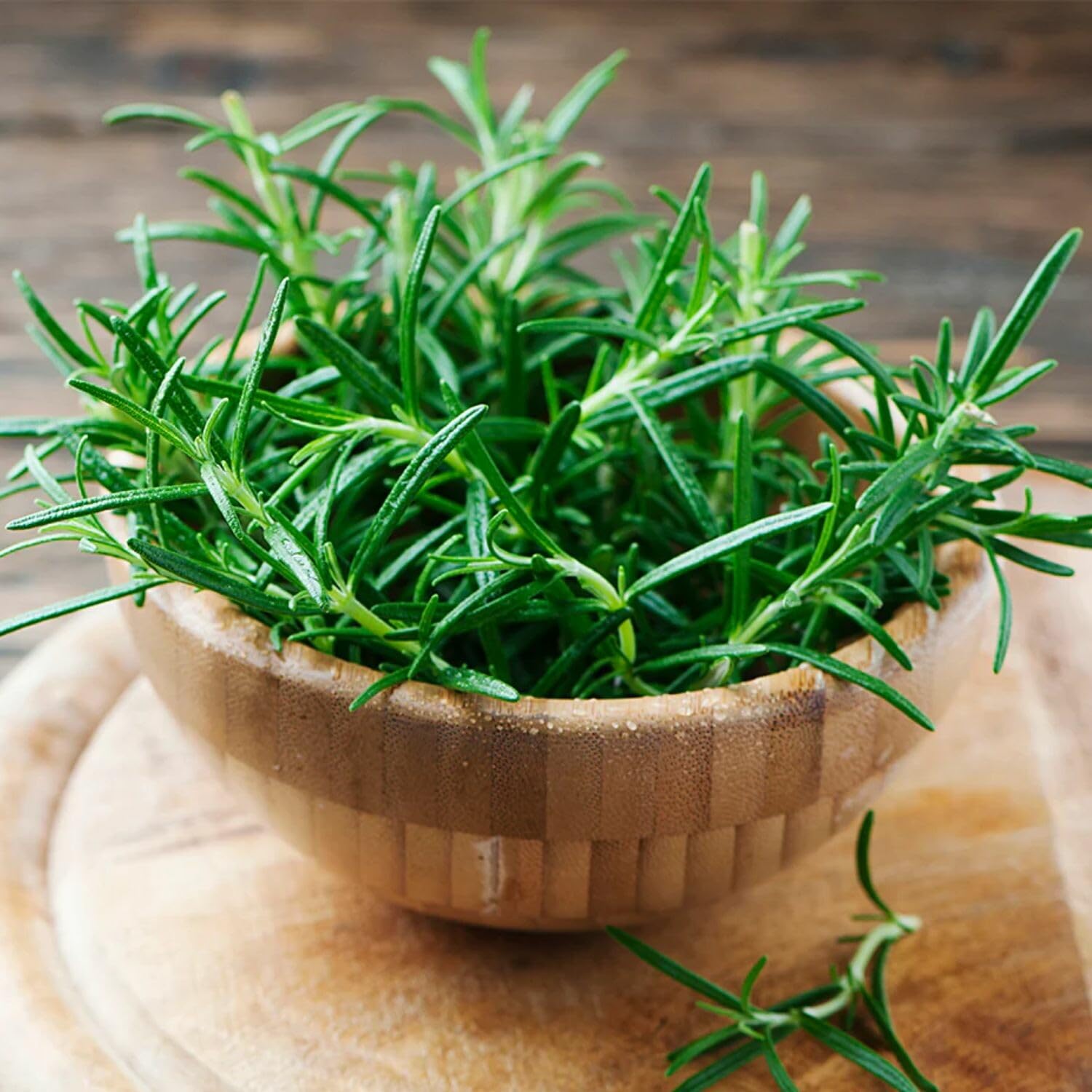 3 Rosemary Plants Live, 3 to 5 Inches Tall, Live Rosemary Herb Plants for Gardening Indoor Outdoor