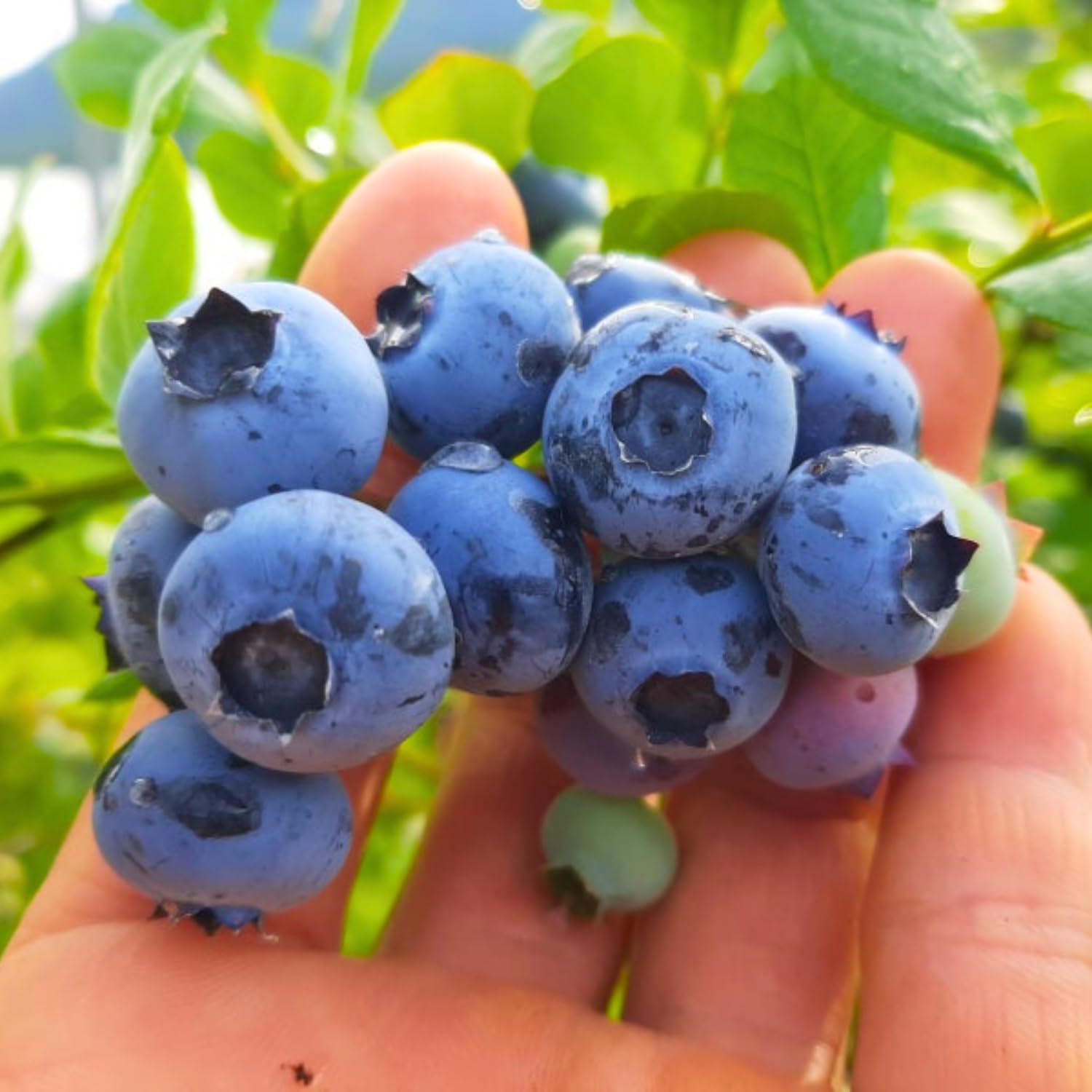 Blueberry Plants Live for Planting, Blueberry Bushes Live Plant, Blueberries Fruits Trees Shrubs to Grow Indoor Outdoor Garden