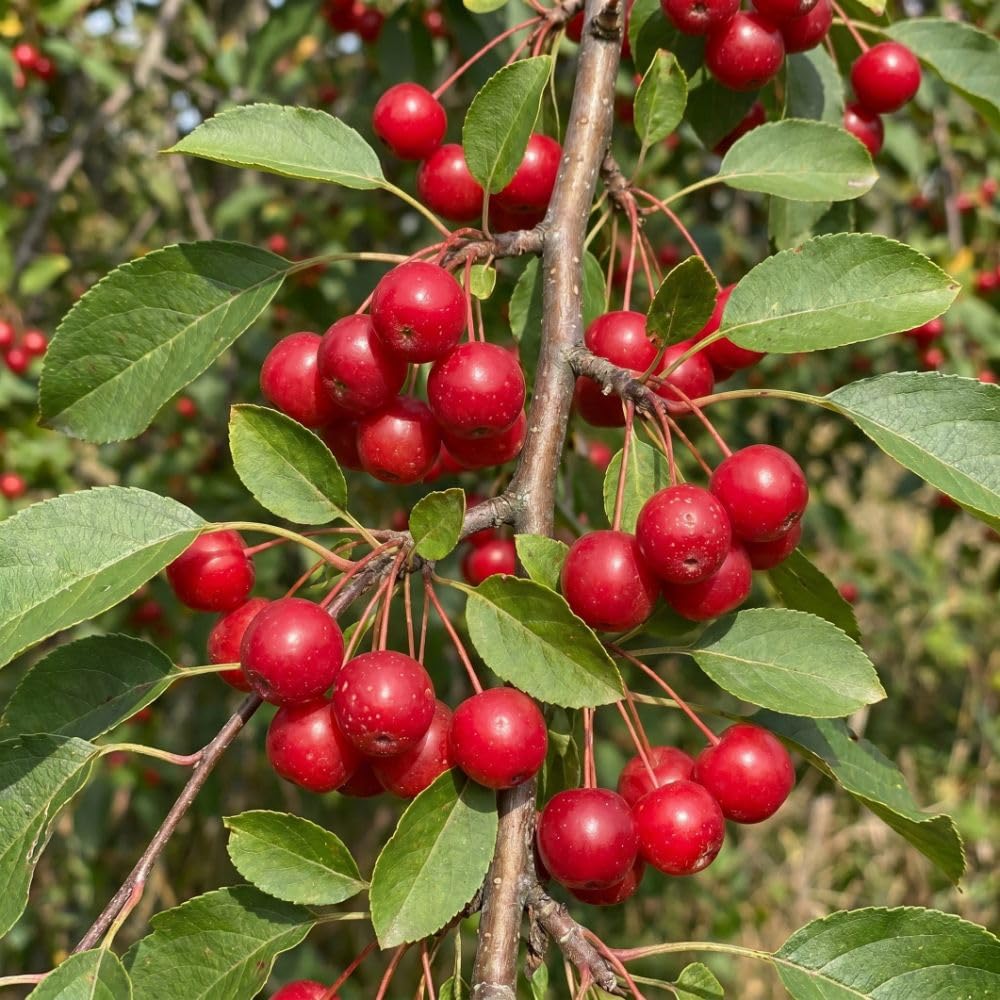 Red Crabapple Tree Live Plant, 6-10" Tall