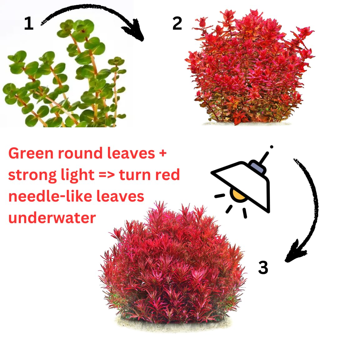 H'ra Red Rotala Rrotundifolia Aquarium Plants Live, 1 Bundle Rotala Aquatic Plants, No Root, 5 to 7 Stems, Live Aquarium Plants, Freshwater Aquarium for Planting