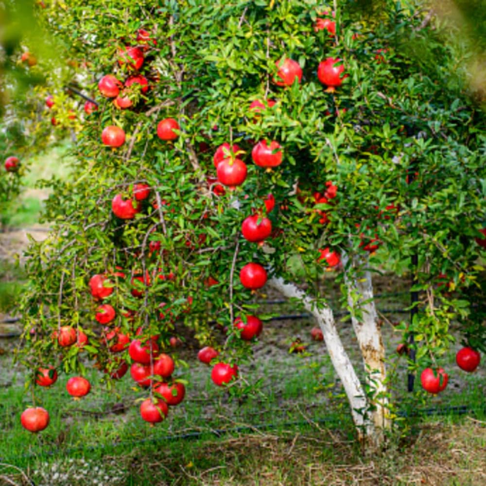 Pomegranate Tree Live Plant 2-3 Feet Tall in 3 Gallon Pot, Hardy Red Fruit Tree for Garden and Landscape Planting, No Ship to CA