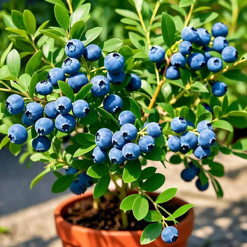 1 Blueberry Bush Live Plant, Blueberry Plant Live for Planting Outdoor, 5-9 Inch Blueberry Fruit Trees, No Pot (Top Hat Blueberry)