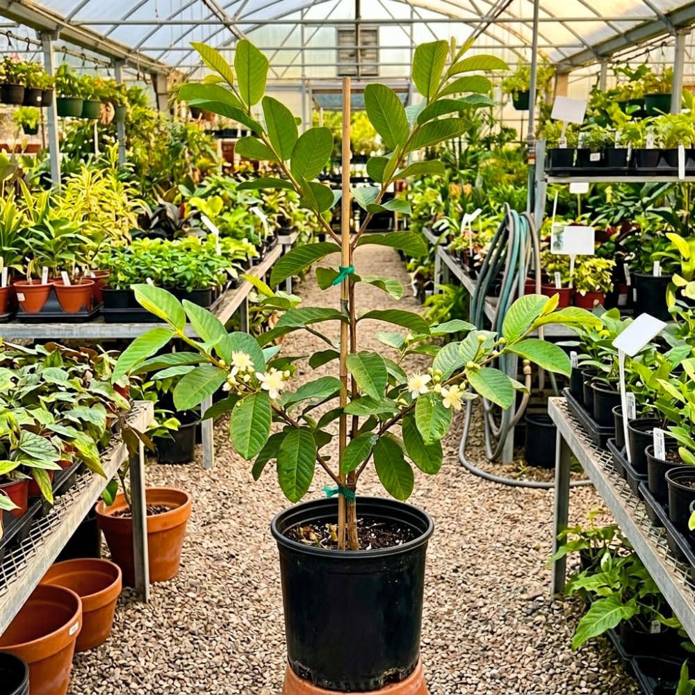 Red Guava Tree Live Plant, 1.5 Years Old Guava Plants Live for Planting, 3 Gallon Pot, 2-3 Feet Tall, Sweet Tropical Fruit Tree for Patio, Backyard and Outdoor Garden, No Ship to CA