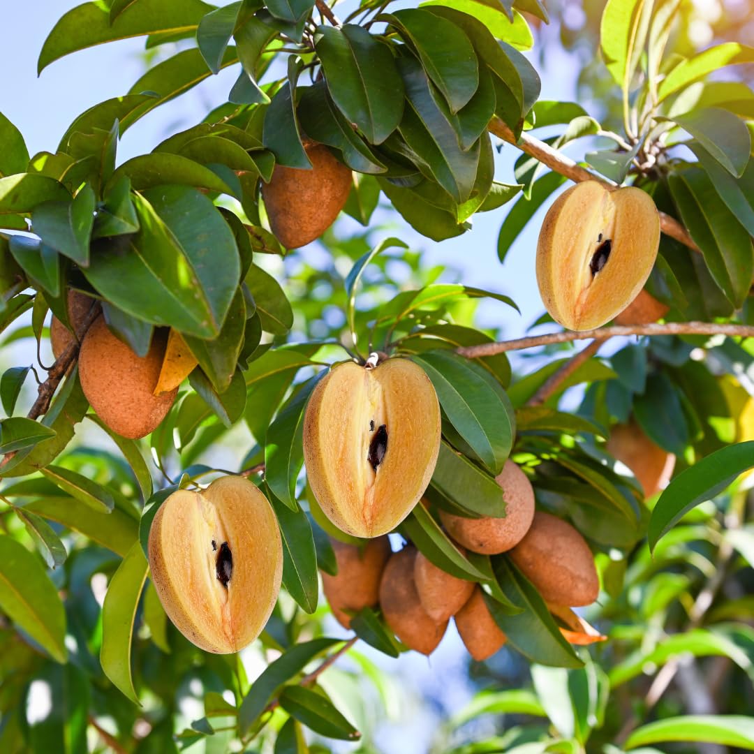 Sapodilla Fruit Tree Live, Sweet Tropical Sapodilla Tree 2–3 Ft Tall in 3 Gallon Pot, Ready to Grow Outdoors, No Ship to CA