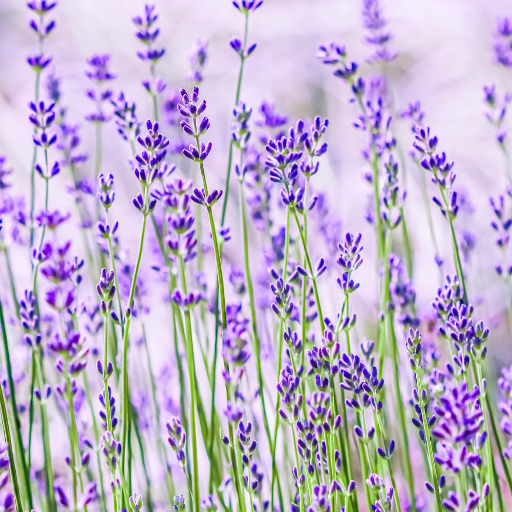 2 Lavender Plants, Live Lavender Flower Plant 2 to 4 Inch, Fragrant Shrub Indoor Outdoor Planting (Light Fragrant Lavender)
