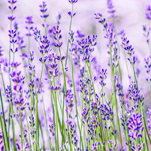 2 Lavender Plants, Live Lavender Flower Plant 2 to 4 Inch, Fragrant Shrub Indoor Outdoor Planting (Light Fragrant Lavender)