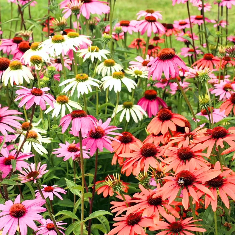 2 Random Coneflower Plants Live, Echinacea Live Plants Coneflower Perennial, 3-5” Tall, Well-Rooted Plug