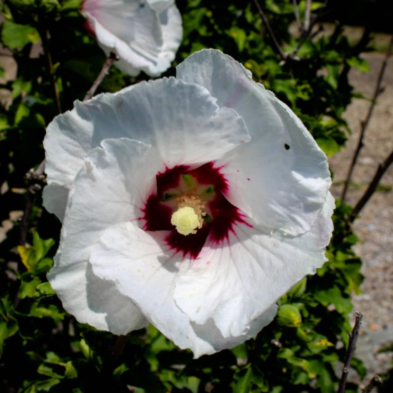 Rose of Sharon Plant Live, Red White Rose of Sharon Live Plant, Hardy Hibiscus Flowering 2-6'' Tall, Outdoor Growing