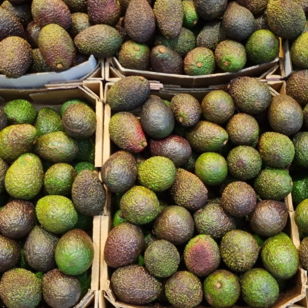 Live HASS Avocado Tree Plant, Hardy Grafted Avocado Fruit Tree, 1-2 Feet Tall in 3 Gallon Pot for Planting, No Ship to CA