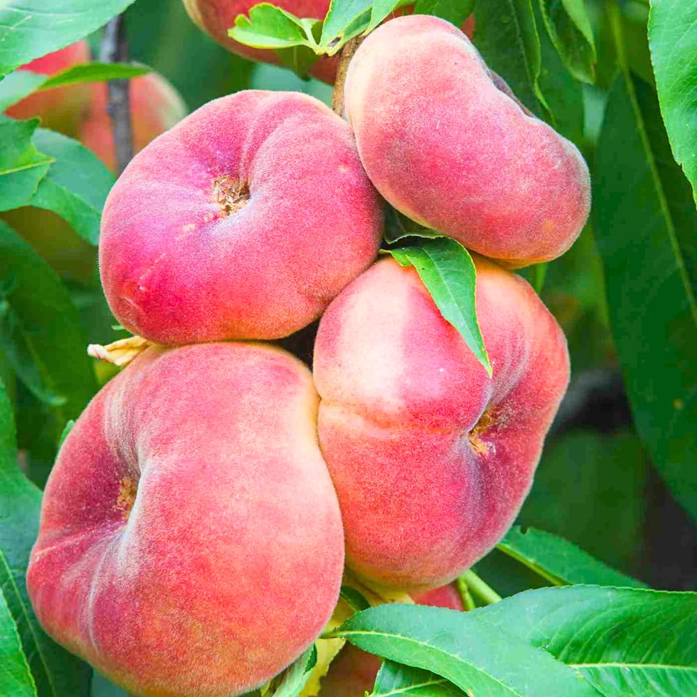 Donut Peach Tree 2-3 Feet Tall in 3 Gallon Pot, Hardy Sweet Flat Peach Fruit Tree,Ready to Bear Fruits, No Ship to CA