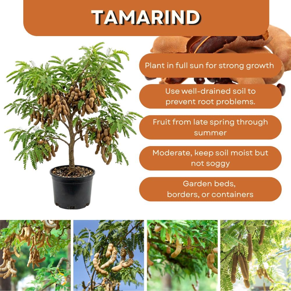 Live Tamarind Tree 18-24"Tall in 1 Gallon Pot, Live Tropical Fruit Plant, Tangy Tamarind Fruit Tree for Planting Outdoor Garden, No Ship to CA