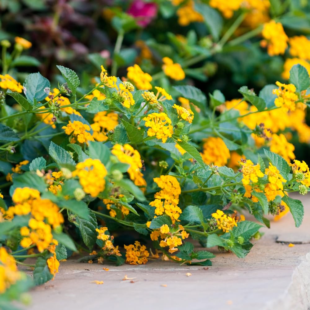 2 Lantana Plants Live, Lantanas Live Plants for Planting Indoor Outdoors, Perennial Flowers, 4-9 Inch Tall Well-Rooted (Yellow Lantana)