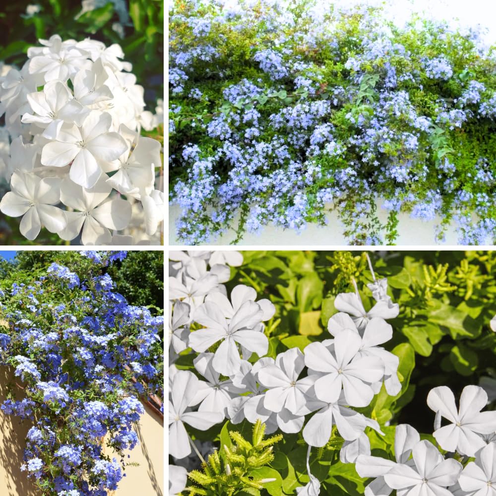 Pack 4 Mix Plumbago Plants Live, 4-7 Inches Tall, Tropical Flowering Shrub for Garden or Containers