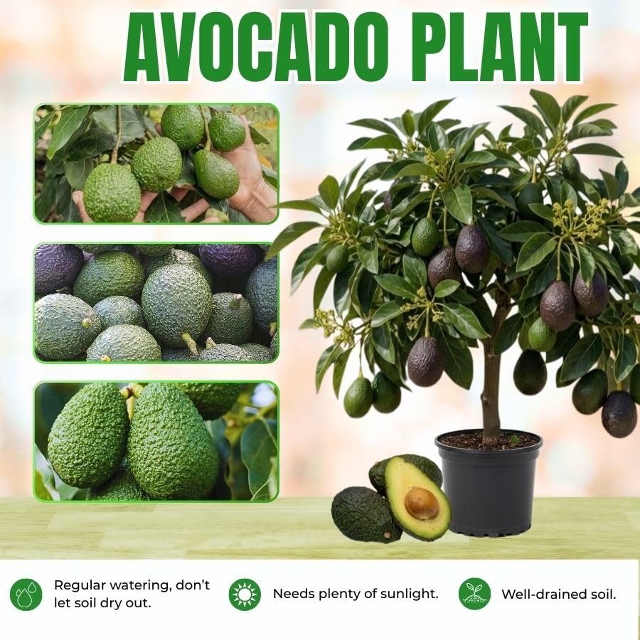 1.5-2.5 Feet Brown HASS Avocado Fruit Tree, Avocado Live Tree Plant to Grow Outdoor Indoor