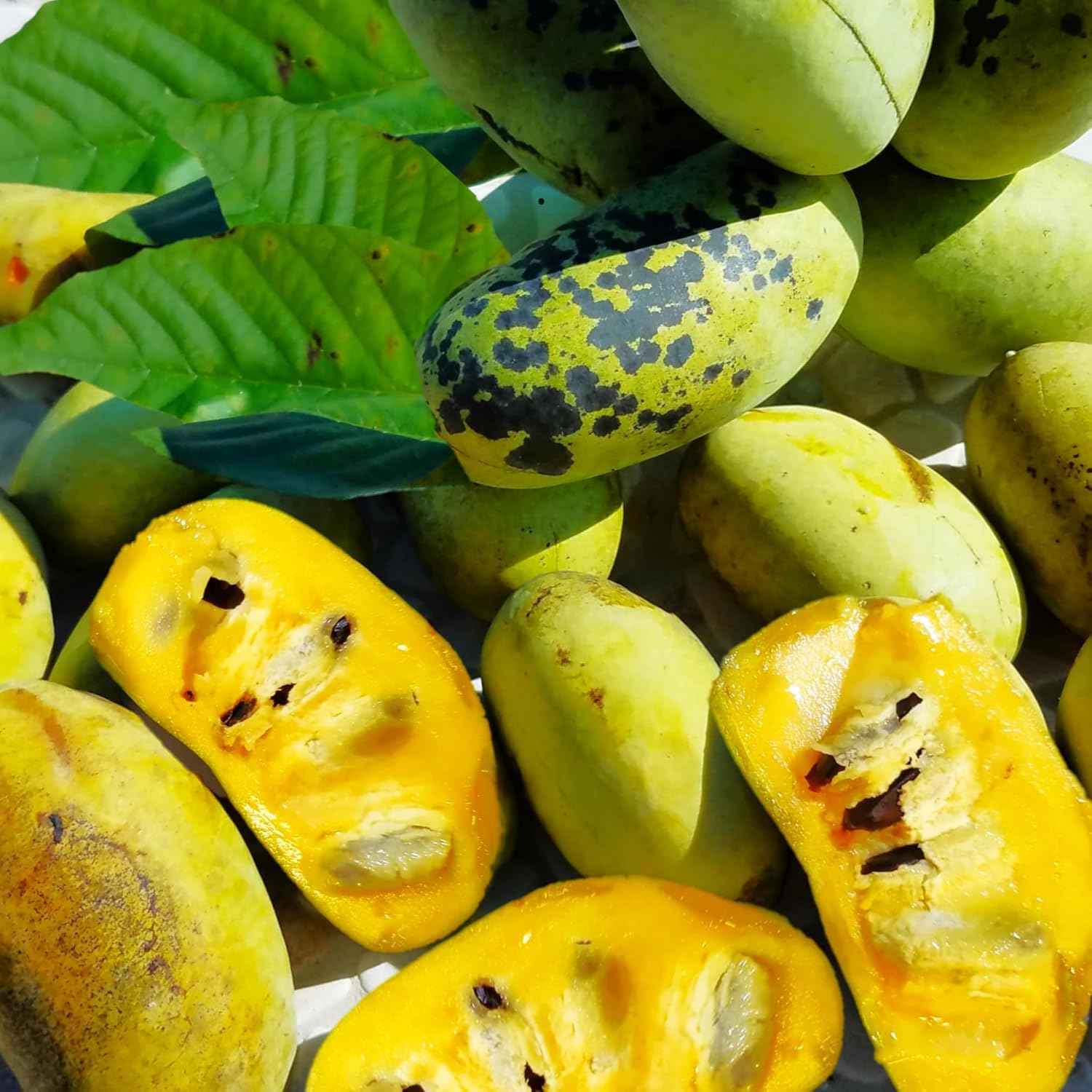 Pawpaw Fruit Tree Live, Tropical Paw Paw Tree Well Rooted in Quart Pot, 1 Year Old Edible Pawpaw, Dormant in Winter