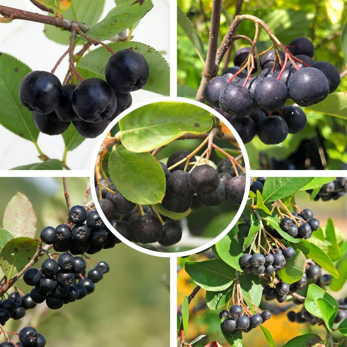 Black Chokeberry Plant Live 6-12 Inch Tall