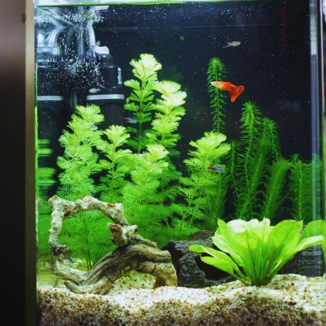 Green Cabomba Plants, Cabomba Aquarium Plants Live, 14 Stems, Live Aquarium Plants from 4 to 7 Inches Tall, Live Cabomba Plant Aquatic Freshwwater Plant Live
