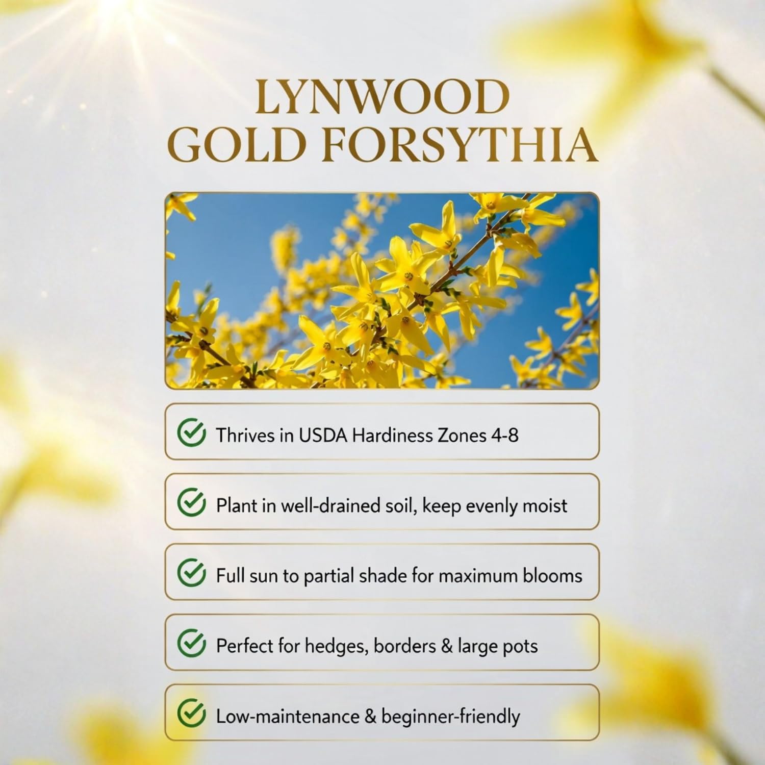 Lynwood Forsythia Plant Live in 4'' Pot, Yellow Forsythia Bushes Live Plants, Container and Garden Planting, Dormant in Winter