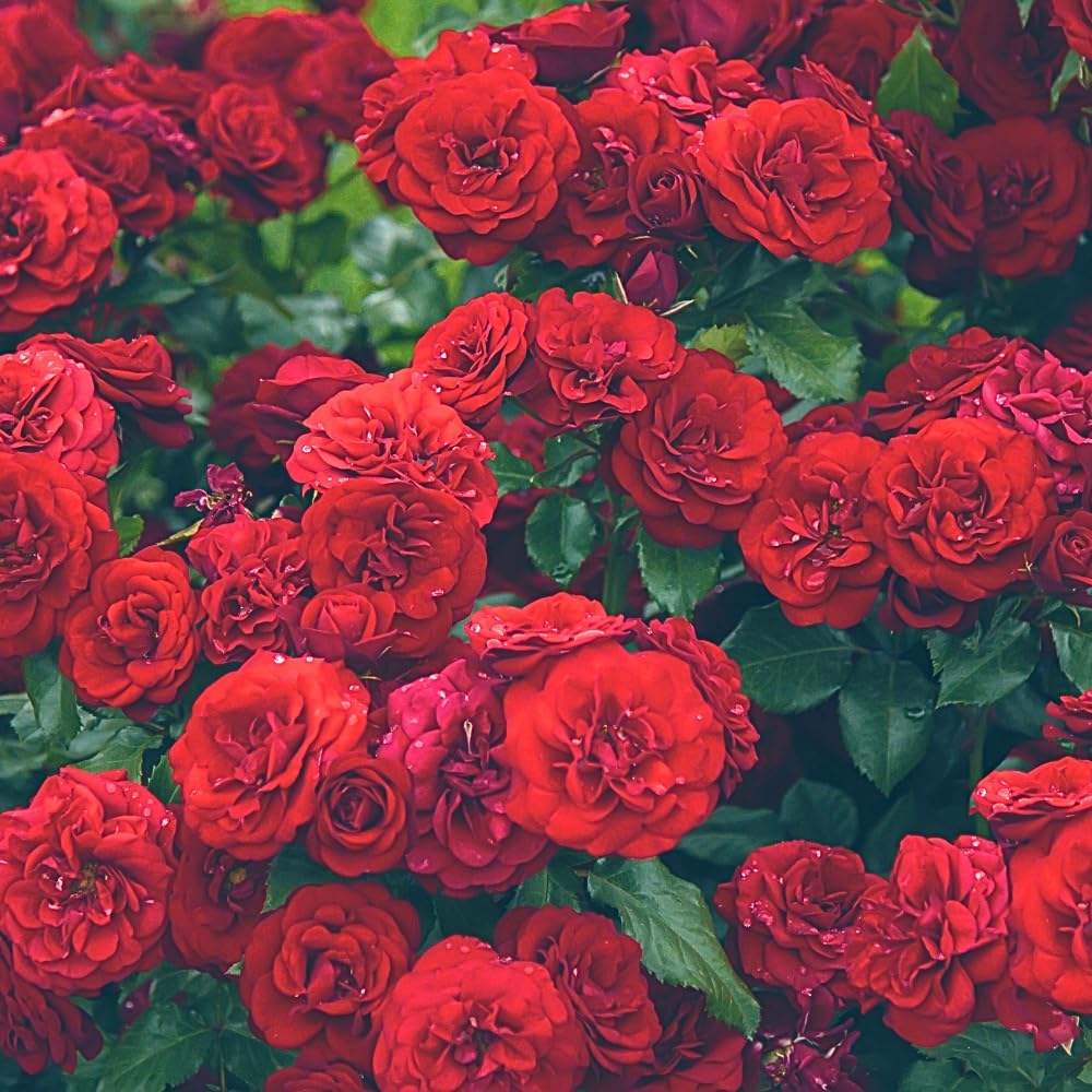 Red Rosa Live Plant, Rose Plant Live, Red Blooms Flower, 2 to 3 Feet in Height for Indoor Outdoor Planting