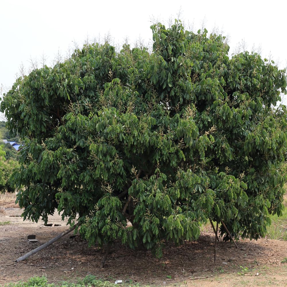 Live Longan Tree Plant in 3 Gallon Pot, 2-3 Ft Tall Tropical Fruit Tree for Outdoor Garden and Patio Growing, No Ship to CA