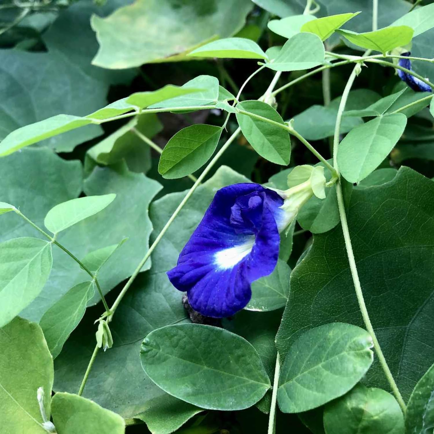 100 Butterfly Pea Seeds for Planting, Butterfly Pea Flower Seeds, Vine Plant Indoor Outdoor Home Garden