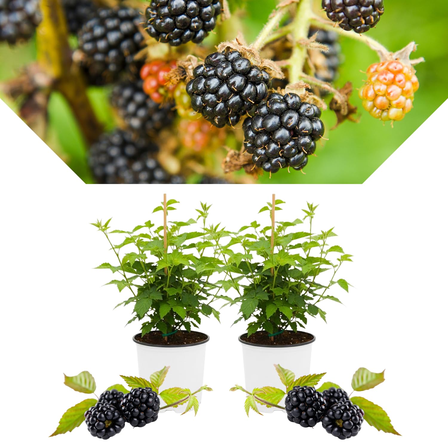 2 BlackBerry Bushes Live Plant, Sweet, Thornless, High Yielding Berries for Outdoor Planting, Fully Rooted 4-7 Inches (Triple Crown)
