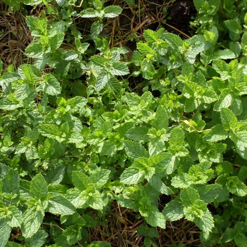 Set 3 Mojito Mint Plants, Live Mint Herbs Plants, 4-8" Tall Fragrant Herb for Home Garden, Well Rooted