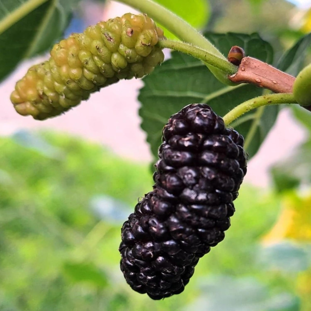 2 Illinois Everbearing Mulberry Plants Live, 5-9 Inch Tall, Mulberry Fruit Trees Live Plants, Mulberry Seedlings