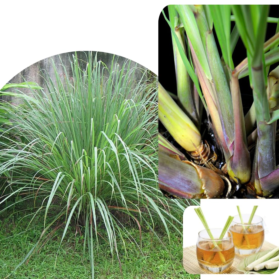 4 Live Lemongrass Plants Stalks, Lemon Grass Plants Well-Rooted, Lemongrass Live Plant Outdoor, No Pot