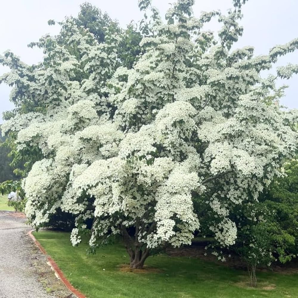 Dogwood Tree Live Plant, Flowering Dogwood Plant Well Rooted in Quart Pot, Dormant Hardy Ornamental Tree (Kousa Dogwood)