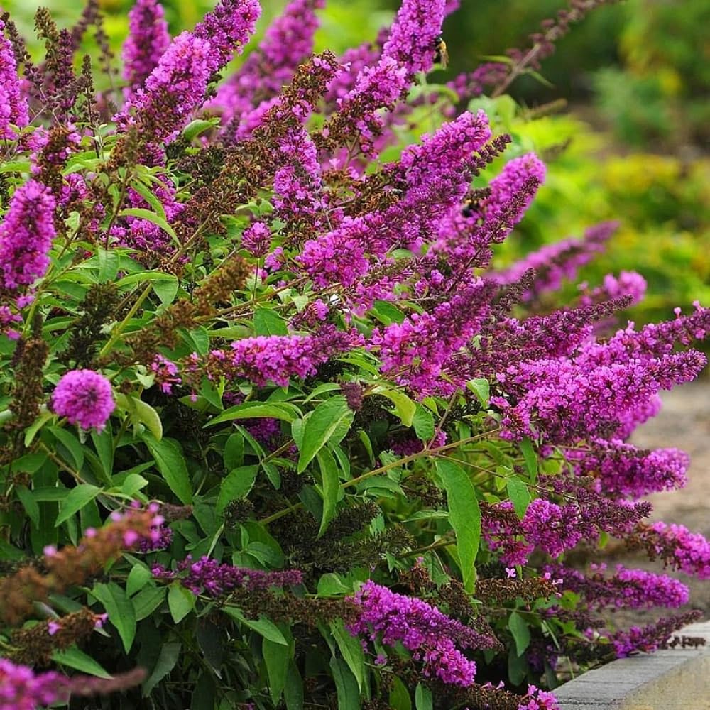 Butterfly Bush Live Plant 4-8 Inches, Fragrant Butterfly Bush Flowering Shrub Well Rooted, Outdoor Garden Planting (Raspberry Pink)