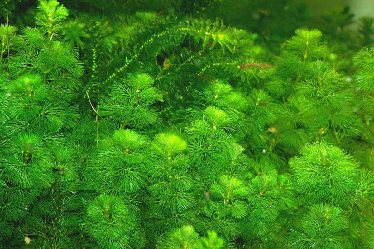 Set of 14 Green Cabomba Plants Live, Aquarium Plants Live, 4 to 7 Inch Tall, Live Aquarium Plants, Cabomba Live Plants, Easy to Plant