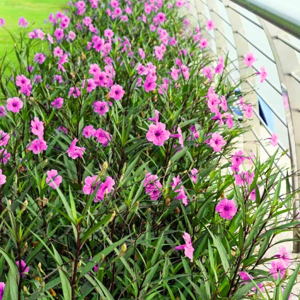 3 Pink Mexican Petunia Live Plants, Pink Petunia Flowers Seedlings, Petunias Live Plants, 4-8" Tall