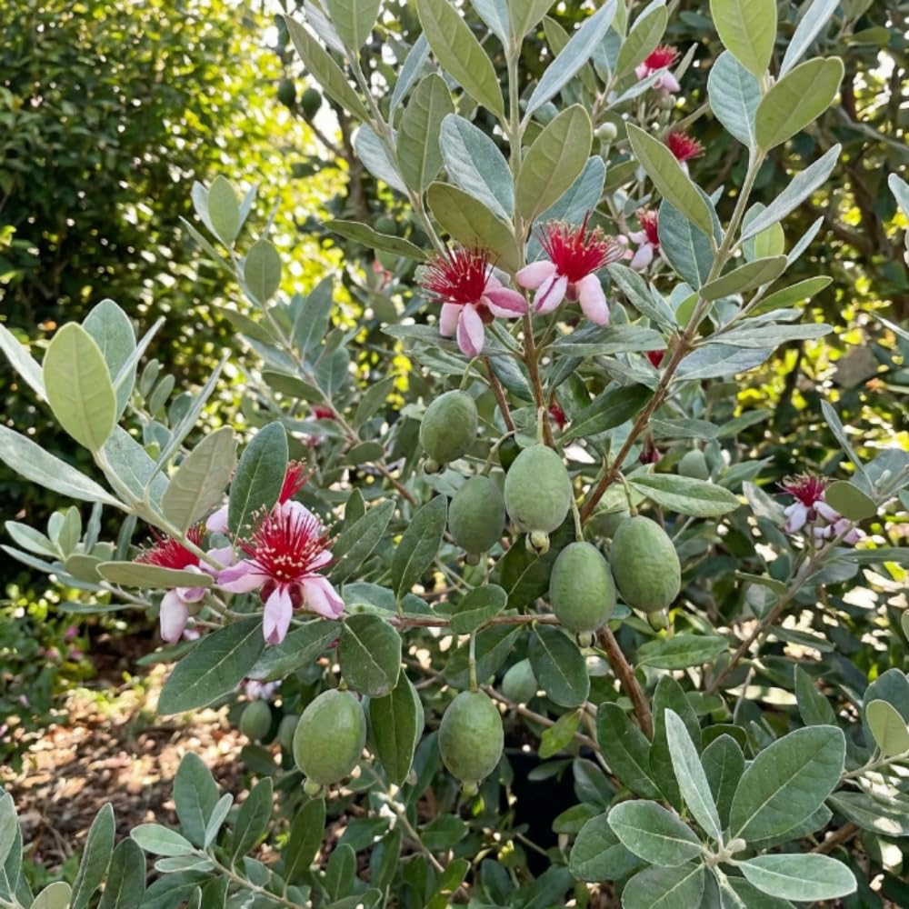 Pineapple Guava Plant Live, Hardy Tropical Guava Plant 3-4 Feet, Guava Fruit Tree Well Rooted in 3 Gallon Pot, No Ship to CA