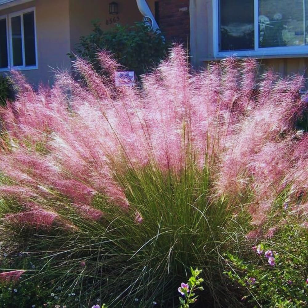 3 Pink Muhly Grass Plants Live, Ornamental Grass Live Plant for Growing, 5 to 7 Inches Tall Live Plant, Easy to Plant