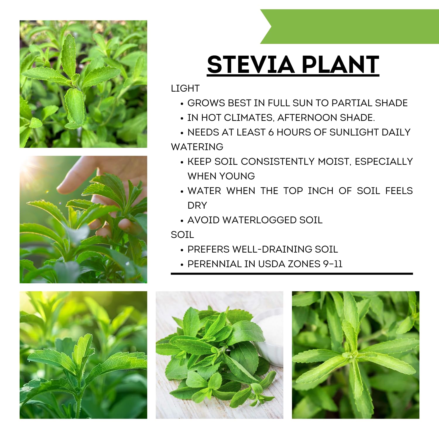 2 Stevia Plants Live, 5-9 Inch Tall, Stevia Seedlings for Indoor Outdoor Planting, Sweet Stevia Herb
