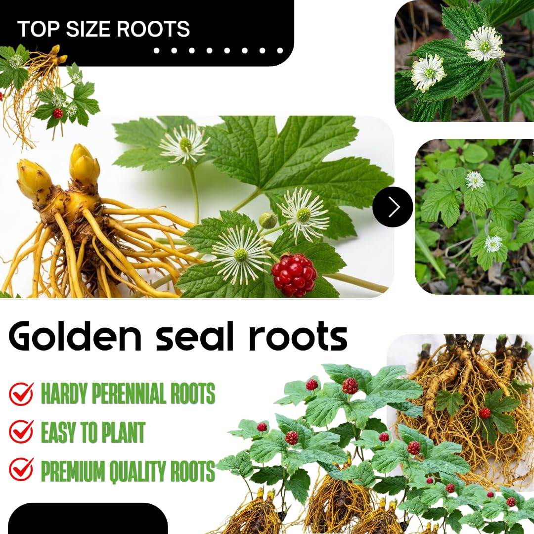 10 Golden Seal Plant Bare Roots for Planting, 3 to 5 Inches Tall, Goldenseal Plants Live