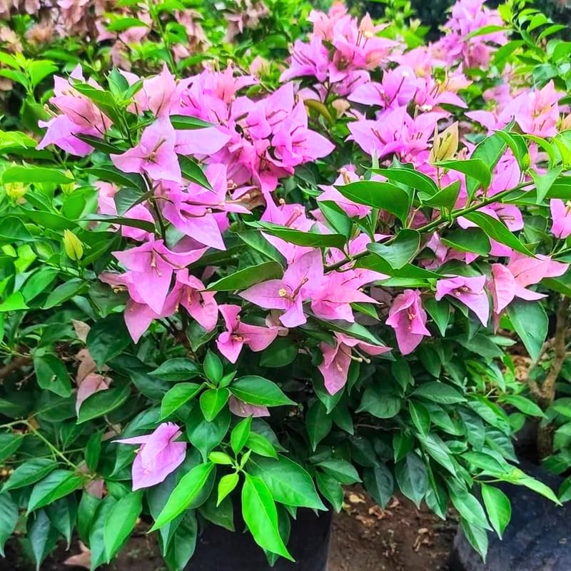 3 Lilac Bougainvillea Plants Live, 4-8” Tall Well-Rooted Bougainvillea Vine Flower Plants, Tropical Climbing Plants, No Pot