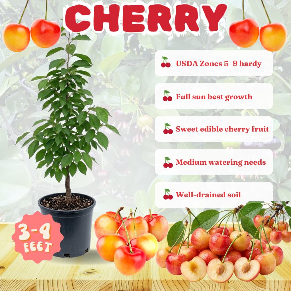 Cherry Live Tree Plant, 3-4 Feet Tall in 3 Gallon Pot, Cherry Trees Live Plants, Sweet Fruit Tree, Cold Hardy for Outdoor Gardening, No Ship to CA (Rainier)