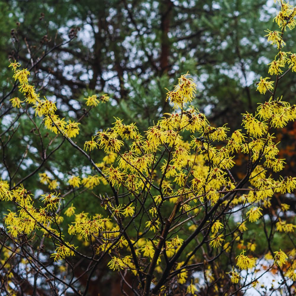 Witch Hazel Tree Live Plant, Witch Hazel Bush Shrub Plants in Quart Pot, 6 to 10 Inc Tall, Quart Pot